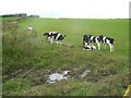 Pasture near Flash Lane