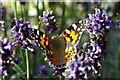 Painted Lady (Vanessa cardui) on lavender