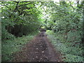 Bluebell Lane Bridleway