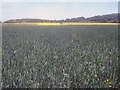 Arable land at Crosshands Farm