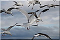 NJ1269 : Aloft with the gulls over the Moray Firth by Des Colhoun