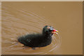 Moorhen chick at Llangattock