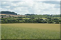 Wild Flower Meadow, Alton, Hampshire