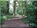 Footpath through The Delph