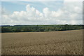 View Towards Four Marks, Hampshire