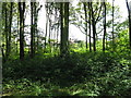 Northern edge of Blinks Wood with Southwater houses in the background