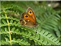 Gatekeeper Butterfly