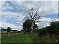 Dead tree by footpath to Little Stammerham Farm