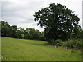 Meadow, near Underdown Farm