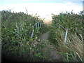 Footbridge through overgrown Dyke