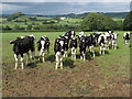 Young cattle, near Grove Well Farm