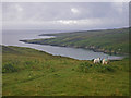 NR3893 : Sentinel sheep above Loch Staosnaig by C Michael Hogan