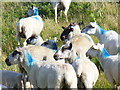 Welsh Lamb at Cwm Ivy