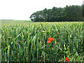 Wheatfield with poppies