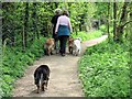 Dog Walking at Tringford Reservoir