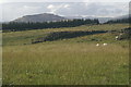 NO1456 : Rough grazing, Blackhall, Glenshee by Mike Pennington