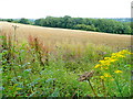 Wheat field and Wet Wood