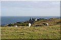 Field at Prussia Cove