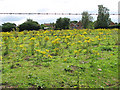 A ragwort-infested pasture