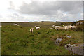 NG5314 : Sheep at Elgol by John Allan