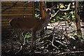 A Red Deer at Paradise Wildlife Park