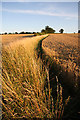 TL9859 : Field boundary near Rattlesden by Bob Jones