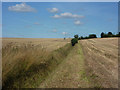 Footpath between harvested fields