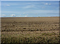 Harvested field