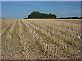 Stalks left in harvested field