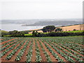 SW8531 : Field of young cauliflower at Place Barton. by Rod Allday