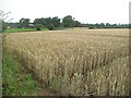 Wheatfield above Kimbolton