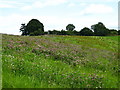 Clover bank in field