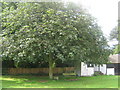 Memorial Tree, beside Pluckey Cricket Scorebox