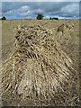 Corn stooks near Figheldean