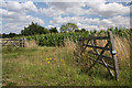 Gateway to maize field