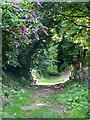 Footpath, East Chisenbury