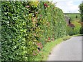 Hedge, East Chisenbury