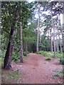 Branksome: Martello Woods