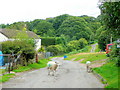 Forest of Dean sheep 2