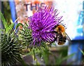 Bumblebee Bombus pascuorum on a thistle, Omagh