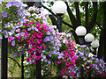 Flowers outside the Camden Head