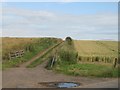 Farm track, Wester Bonhard