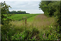 Field  east of Knox Farm