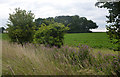 Farmland near Bird Street