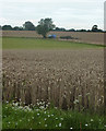 Wheat field near Lodge Farm