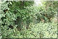 SU5095 : Covered in ivy by Bill Nicholls