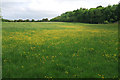 Meadow, west side of Daventry Country Park