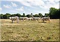 SZ3596 : Cattle, Pylewell Park by Pierre Terre