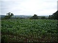 Young Maize near Croes Llanfair