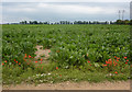 Large field near Crouch House